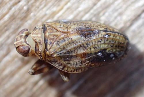 Issus coleoptratus